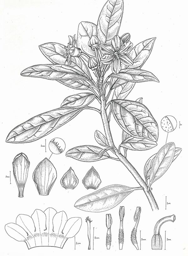 Rhododendron trancongii